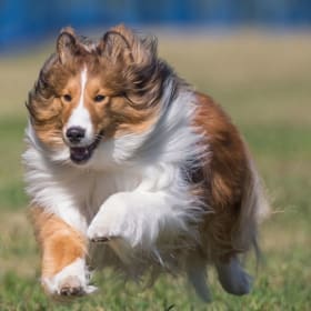 Number of FCAT Runs: $25 Per Run item