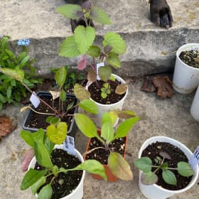 Dry, sun-loving blue & gold (5 plants) item