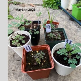 Exotic-looking but actually native for dry,sunny gardens (6) item