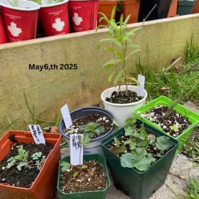 Rock garden mix: Sunny, dry & low growing (6 plants) item