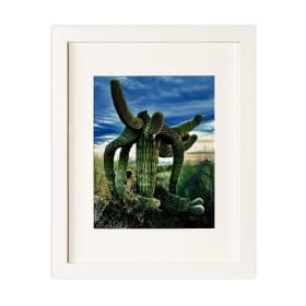 Octopus Saguaro by Walt Nielsen (2022) item