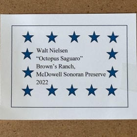 Octopus Saguaro by Walt Nielsen (2022) item