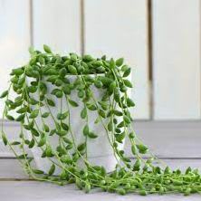 Chaîne de larmes 5" item