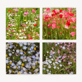 Abigail’s Wildflowers – 3 Pack x 4g (Total 12g) item