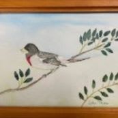 Red Breasted Grosbeak watercolor by John Thew item