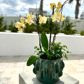 Plants are good for the Soul! item