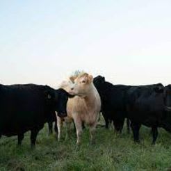 Grama Grass & Livestock - $100 Grass-fed Beef Box item