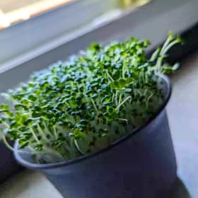 $40 voucher from CIty Girl Greens salad kit or greens item