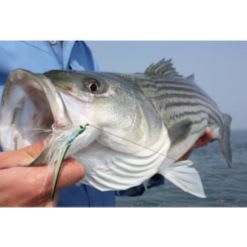 Long Island Sound Fishing Trip item