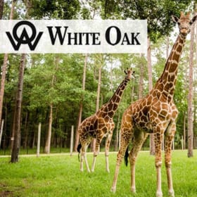 White Oak Conservation item