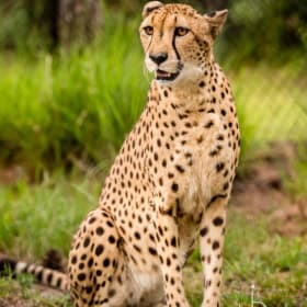 White Oak Conservation item