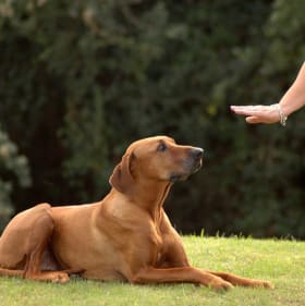 Pawsitive Pup Package: Training + Treats! item