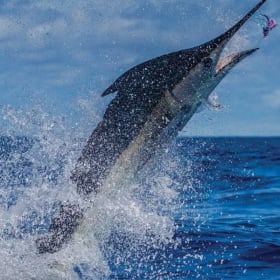 Cabo Sport Fishing Adventure item