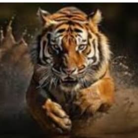 Support Irving Tigers - Donation item