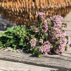 Plant de Thym serpolet item