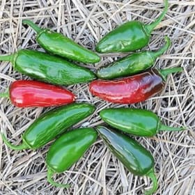 Plant de Piment Jalapeno TAM item