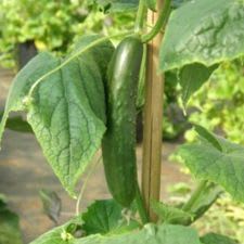 Plant de Concombre Libanais "Green finger" item