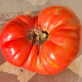 Plant de Tomate Beefsteak "mémé de beauce" item