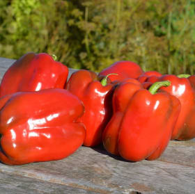 Plant de Poivron "King of the North" item