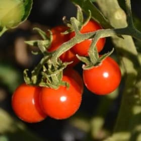 Plant de Tomate cerise "Matt's Wild Cherry" item