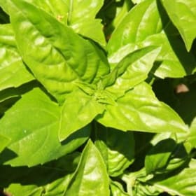 Plant de Basilic Genovese item
