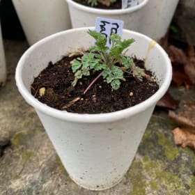 Rock Harlequin (Corydalis sempervirens) (1) item