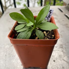 White wood aster (Eurybia divaricata) (1plant) item