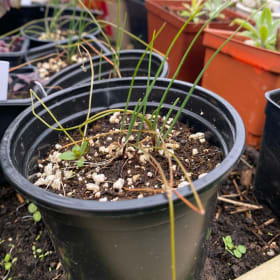 Nodding onion (Allium cernuum) (1plant) item