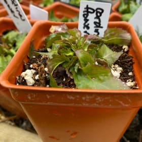 Cardinal flower (Lobelia cardinalis) (1plant) item