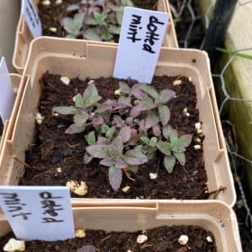 Dotted mint (Monarda punctata) (1plant) item