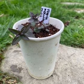 Virginia mountain mint Pycnanthemum virginianum) (1plant) item