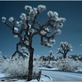 "Joshua Tree in Infrared” Printed on Metal by Heather Morrow item