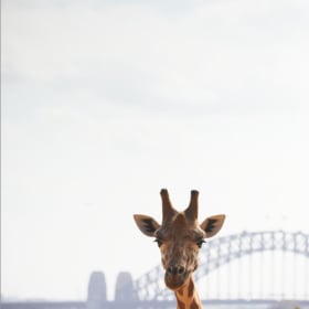 Sandy Nicholson, Photography Print item