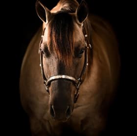 ABRA YES Stallion Online Auction item