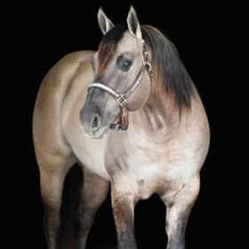 ABRA YES Stallion Online Auction item