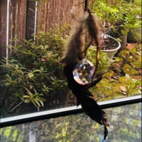 Beautiful Feather Sun Catcher item