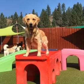 Truckee-Tahoe Pet Lodge - 4 Days of Daycare + Gift Basket item
