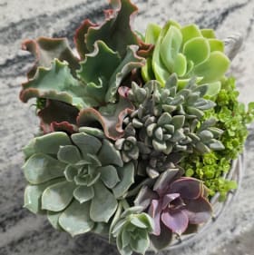Succulent Tea Cup - $50 Value item