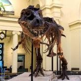 (#10) Field Museum item