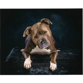 Pet portrait photography session at Artage item