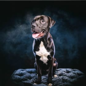 Pet portrait photography session at Artage item