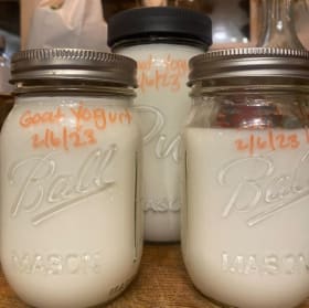 Cheese and Yogurt Making Workshop (2-3 hours, up to 4 ppl) item