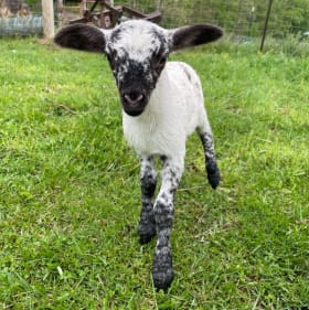 Lamb/Rabbit Pictures item