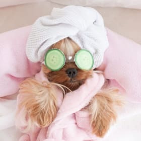 Pampered Pet | $135 Value item