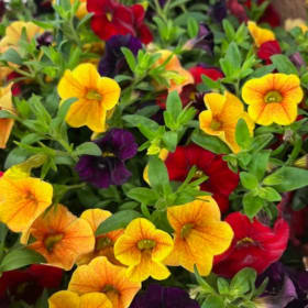 Flower Power Basket - Cole item