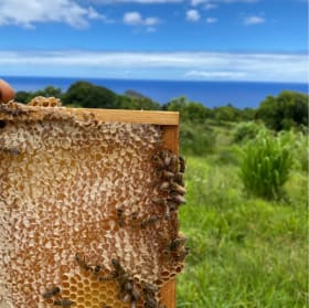 Honey + Herbal Oil Cleansing Balm crafted by Mala Honey item