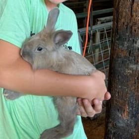 Rabbits for sale item