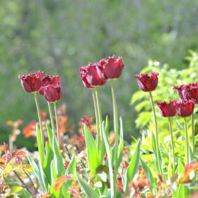 Garden Tour & Flower Arranging Activity item