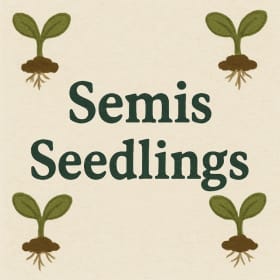 Semis / Seedlings item