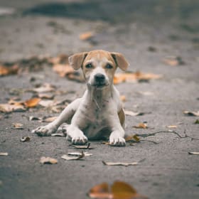 Give the strays a gift of compassion! item